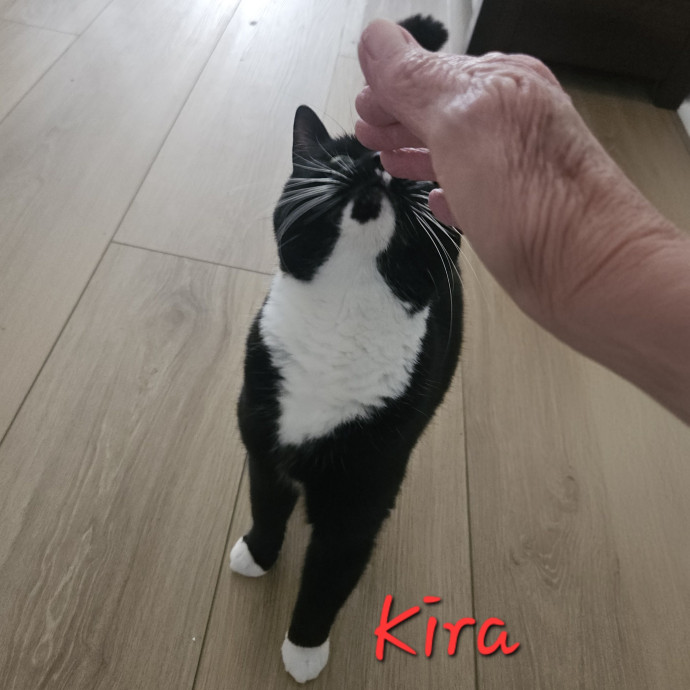 Blue Ribbon Cat Sitter Of Queen City