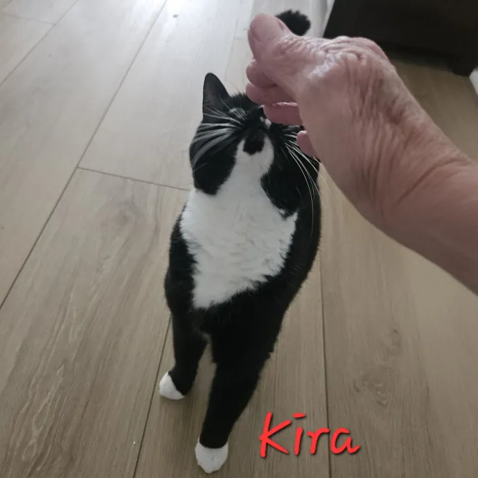 Blue Ribbon Cat Sitter Of Queen City