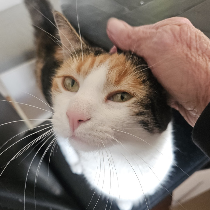 Blue Ribbon Cat Sitter Of Queen City