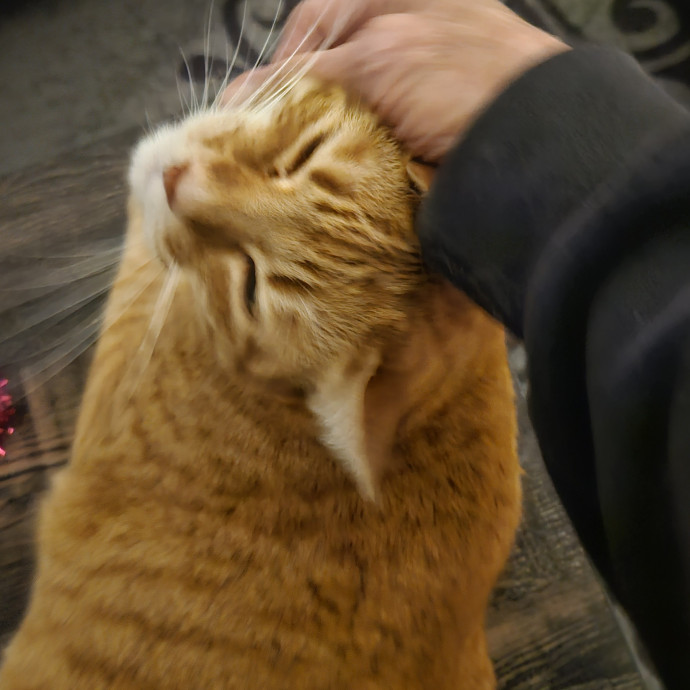 Blue Ribbon Cat Sitter Of Queen City