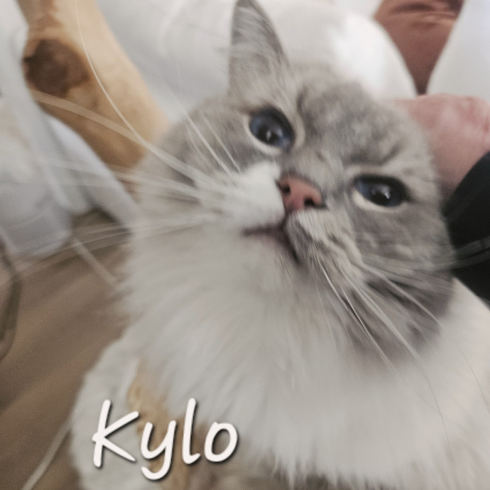 Blue Ribbon Cat Sitter Of Queen City
