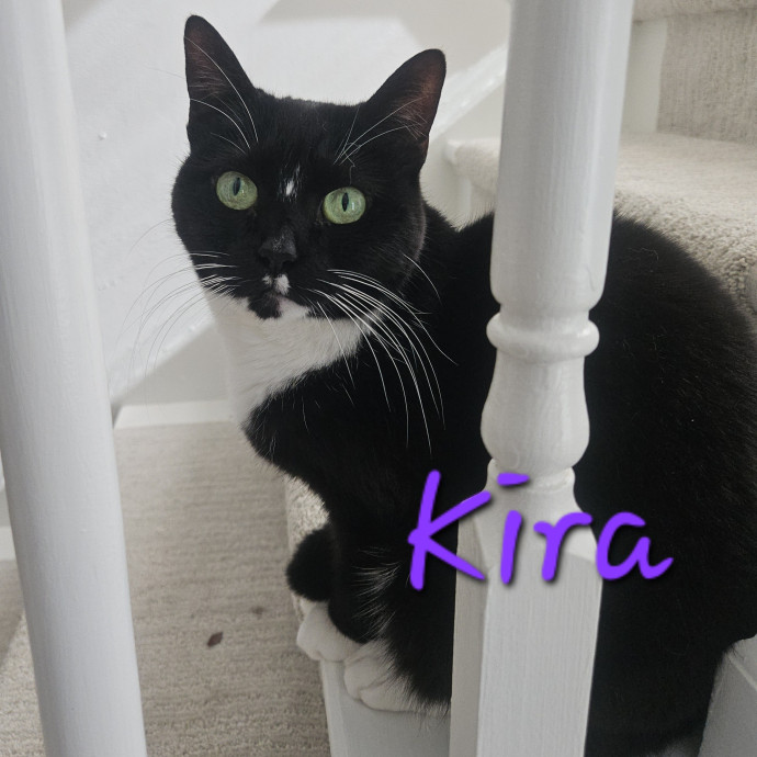 Blue Ribbon Cat Sitter Of Queen City