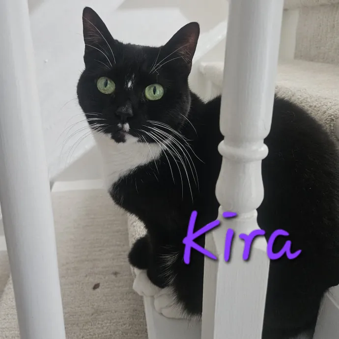 Blue Ribbon Cat Sitter Of Queen City