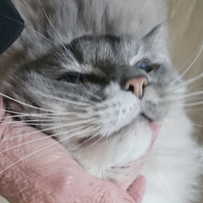 Blue Ribbon Cat Sitter Of Queen City