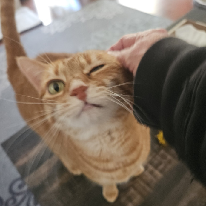 Blue Ribbon Cat Sitter Of Queen City