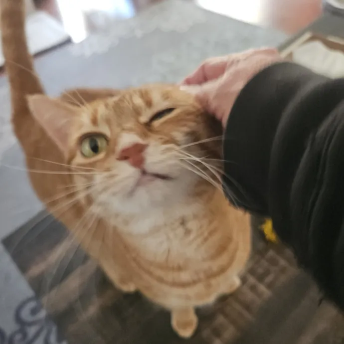 Blue Ribbon Cat Sitter Of Queen City