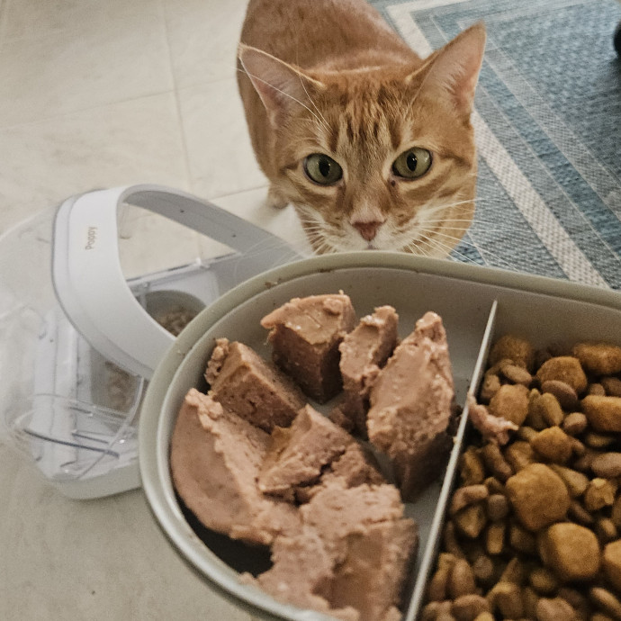 Blue Ribbon Cat Sitter Of Queen City