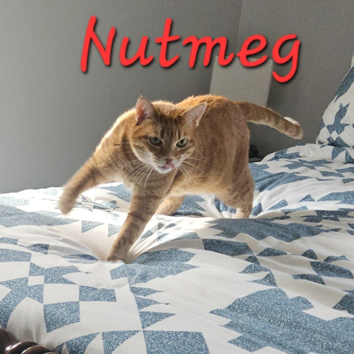 Blue Ribbon Cat Sitter Of Queen City