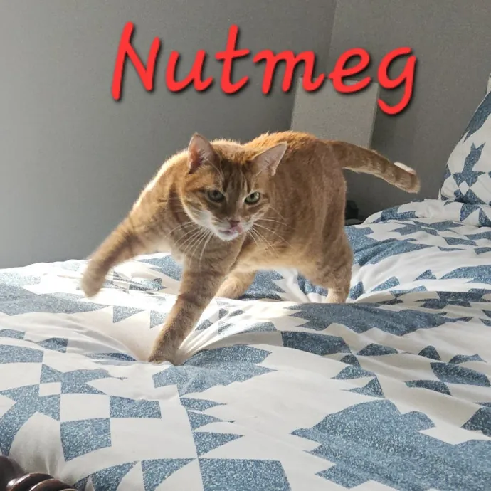 Blue Ribbon Cat Sitter Of Queen City