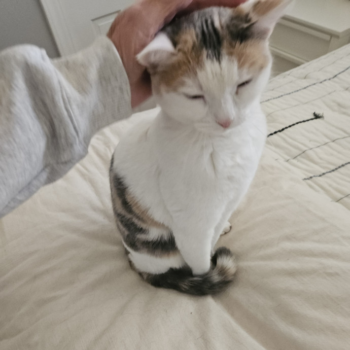 Blue Ribbon Cat Sitter Of Queen City