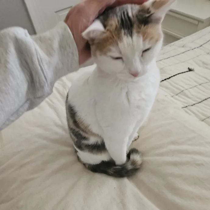Blue Ribbon Cat Sitter Of Queen City