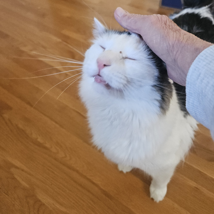 Blue Ribbon Cat Sitter Of Queen City