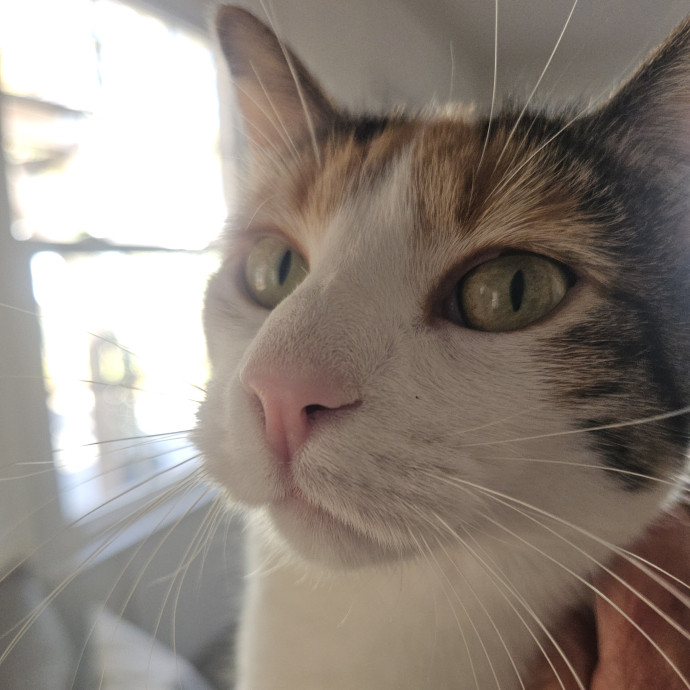 Blue Ribbon Cat Sitter Of Queen City