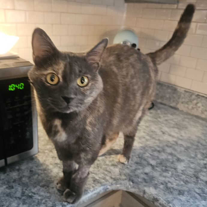 Blue Ribbon Cat Sitter Of Queen City