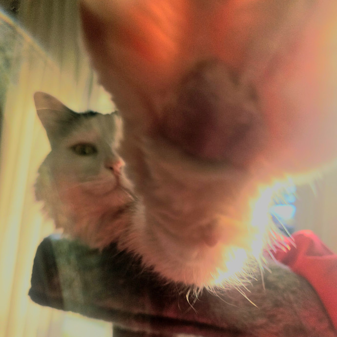 Blue Ribbon Cat Sitter Of Queen City