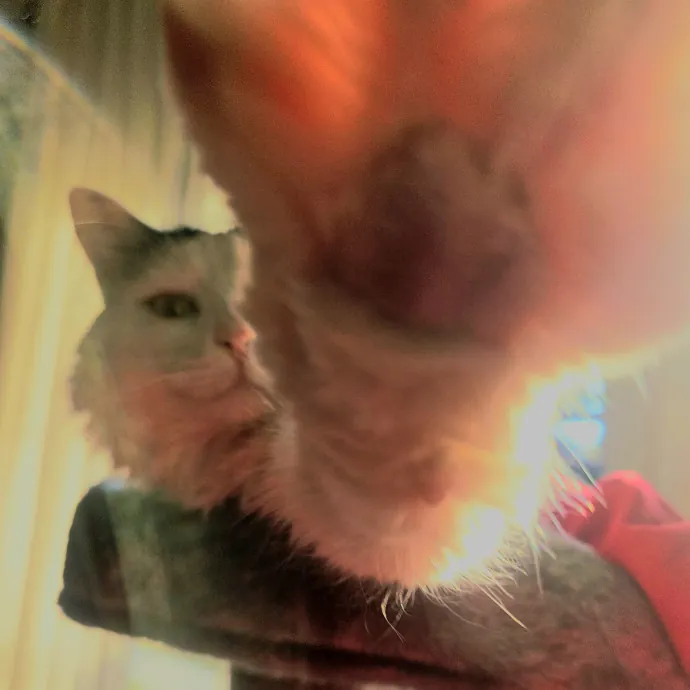 Blue Ribbon Cat Sitter Of Queen City