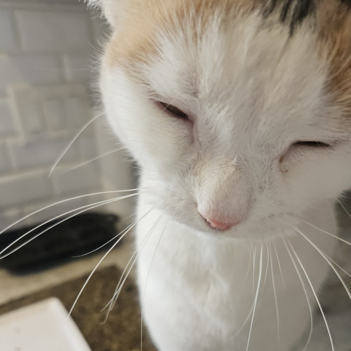 Blue Ribbon Cat Sitter Of Queen City