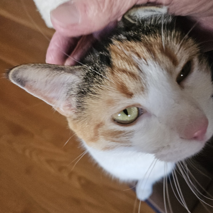 Blue Ribbon Cat Sitter Of Queen City