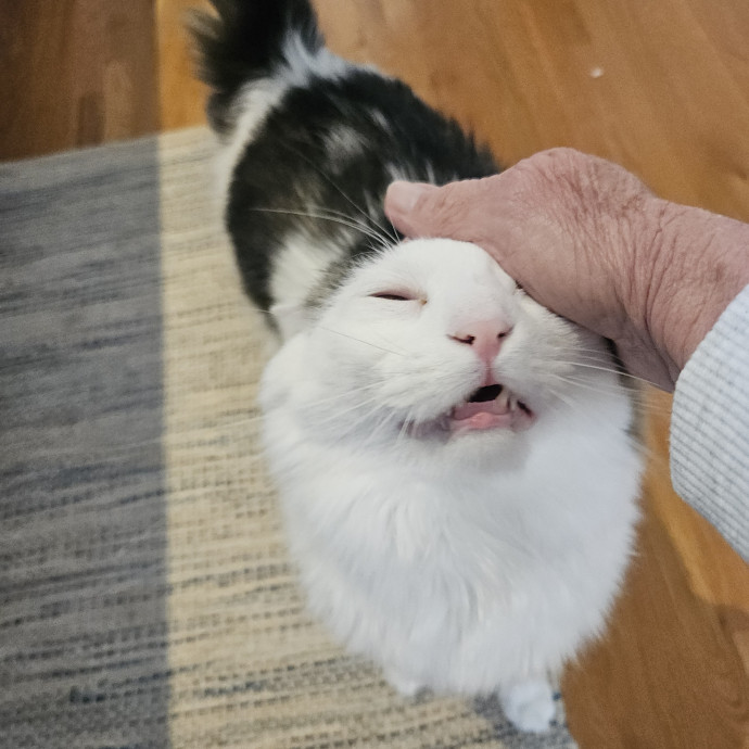 Blue Ribbon Cat Sitter Of Queen City