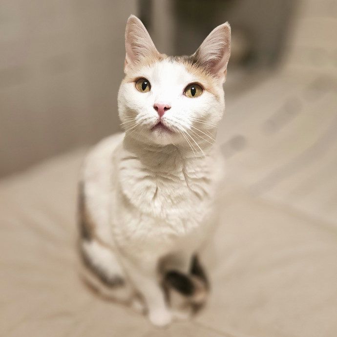 Blue Ribbon Cat Sitter Of Queen City