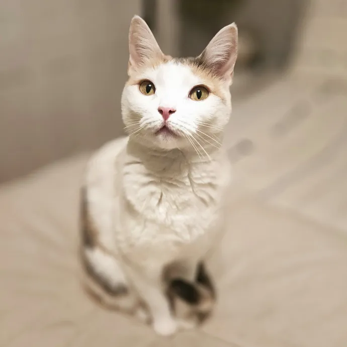 Blue Ribbon Cat Sitter Of Queen City