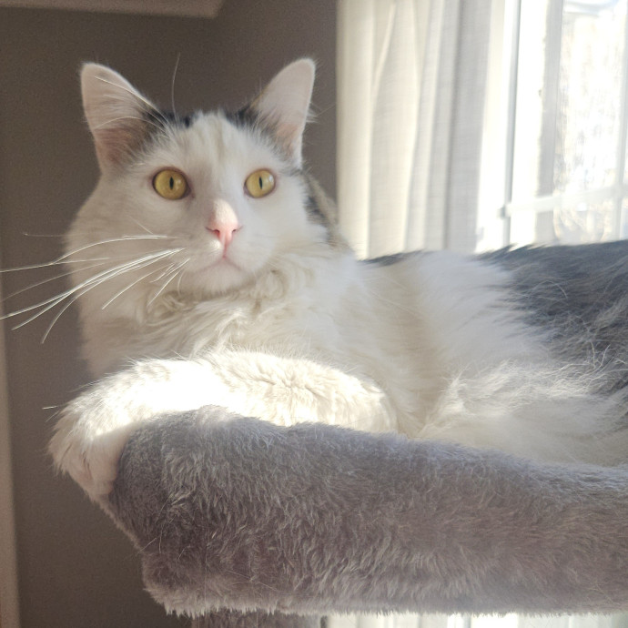 Blue Ribbon Cat Sitter Of Queen City