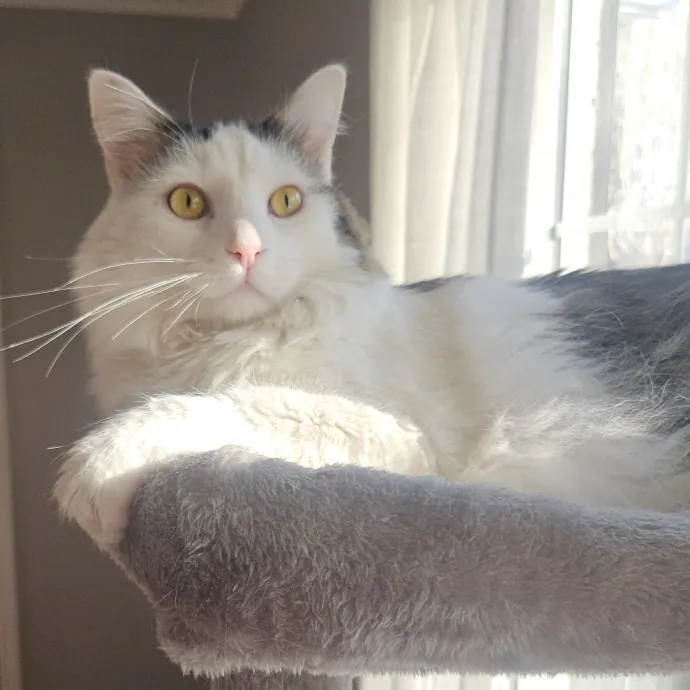 Blue Ribbon Cat Sitter Of Queen City