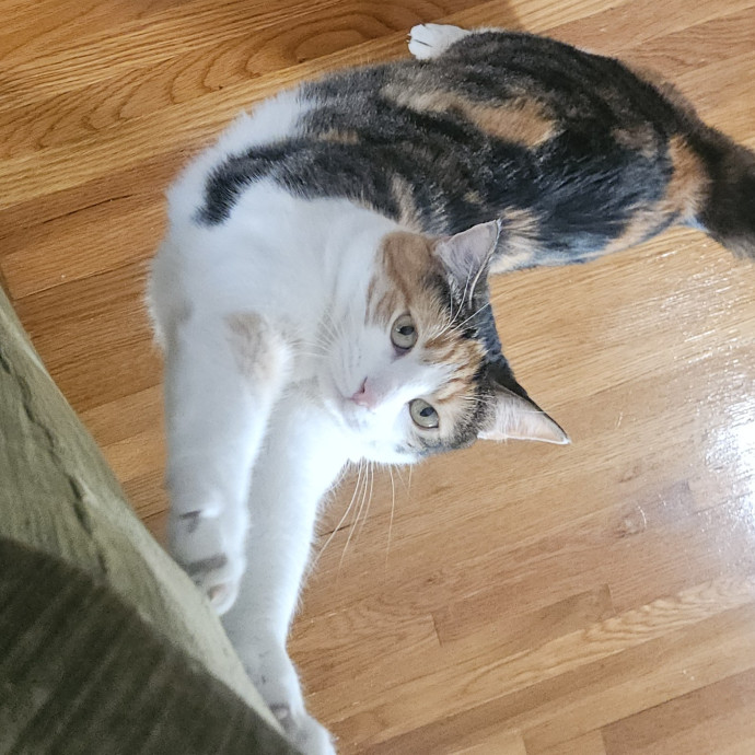 Blue Ribbon Cat Sitter Of Queen City