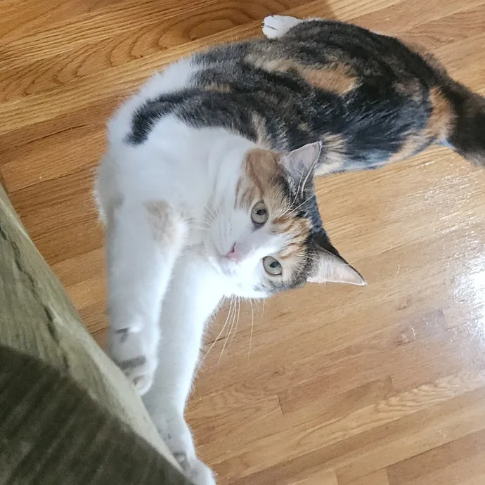 Blue Ribbon Cat Sitter Of Queen City
