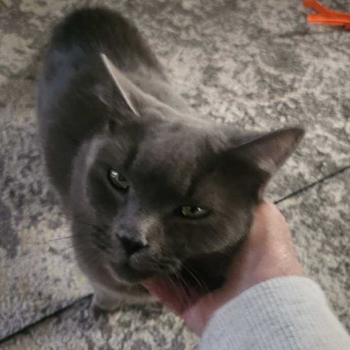 Blue Ribbon Cat Sitter Of Queen City