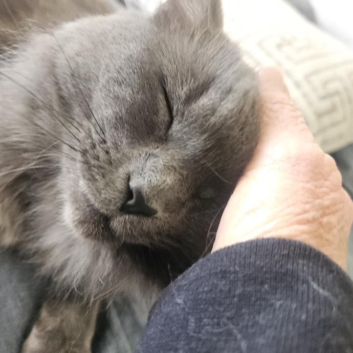 Blue Ribbon Cat Sitter Of Queen City