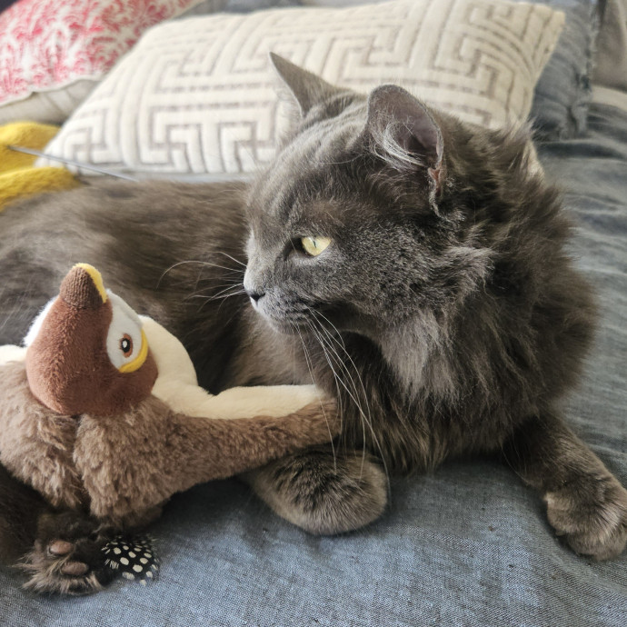 Blue Ribbon Cat Sitter Of Queen City