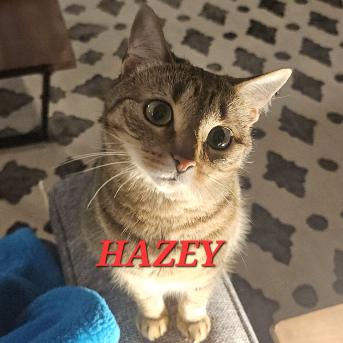 Blue Ribbon Cat Sitter Of Queen City