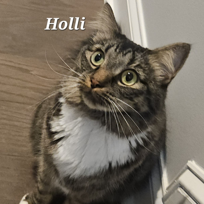 Blue Ribbon Cat Sitter Of Queen City