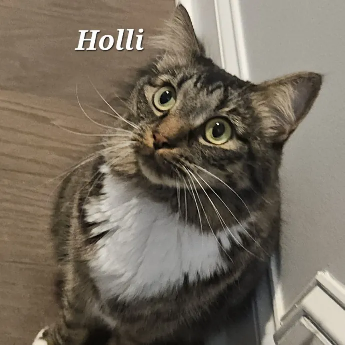 Blue Ribbon Cat Sitter Of Queen City
