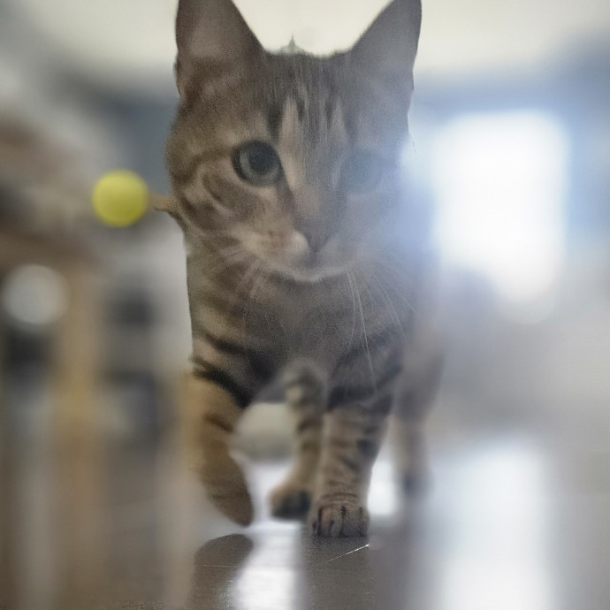 Blue Ribbon Cat Sitter Of Queen City