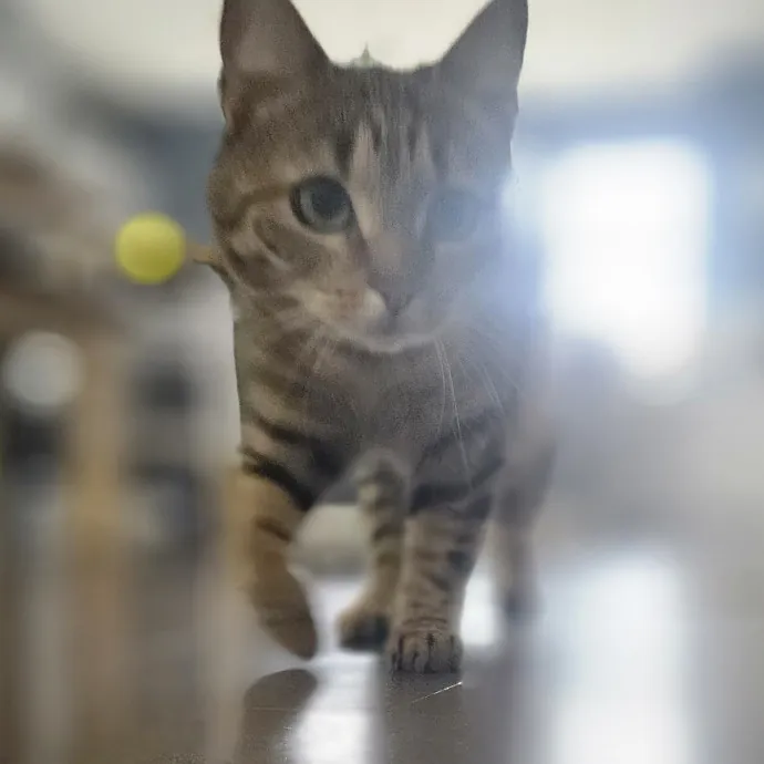 Blue Ribbon Cat Sitter Of Queen City