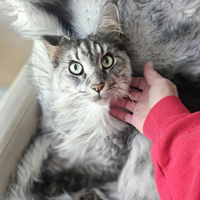 Blue Ribbon Cat Sitter Of Queen City