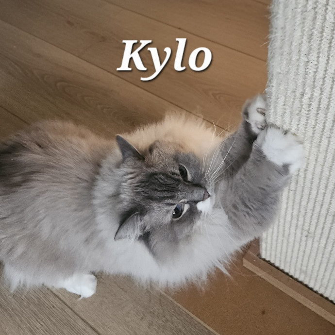 Blue Ribbon Cat Sitter Of Queen City