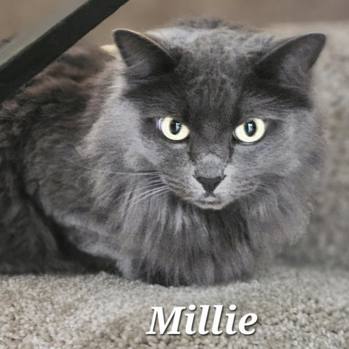 Blue Ribbon Cat Sitter Of Queen City