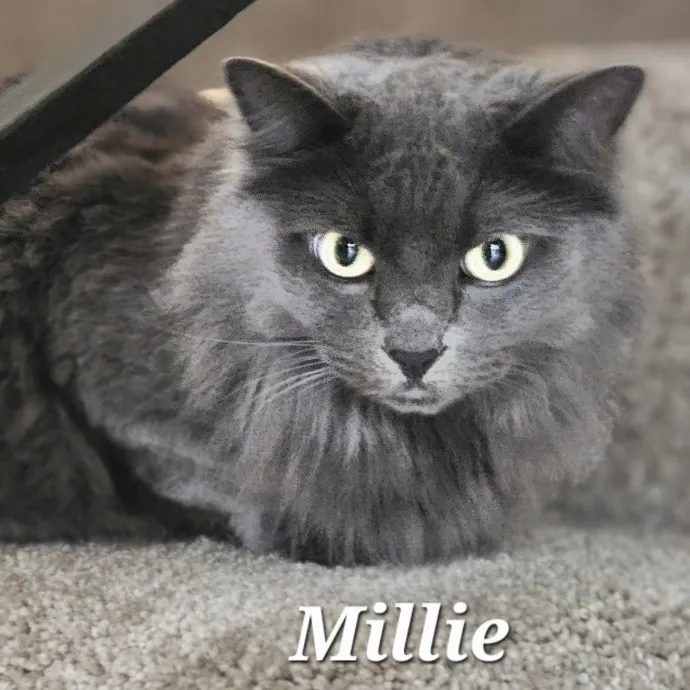 Blue Ribbon Cat Sitter Of Queen City