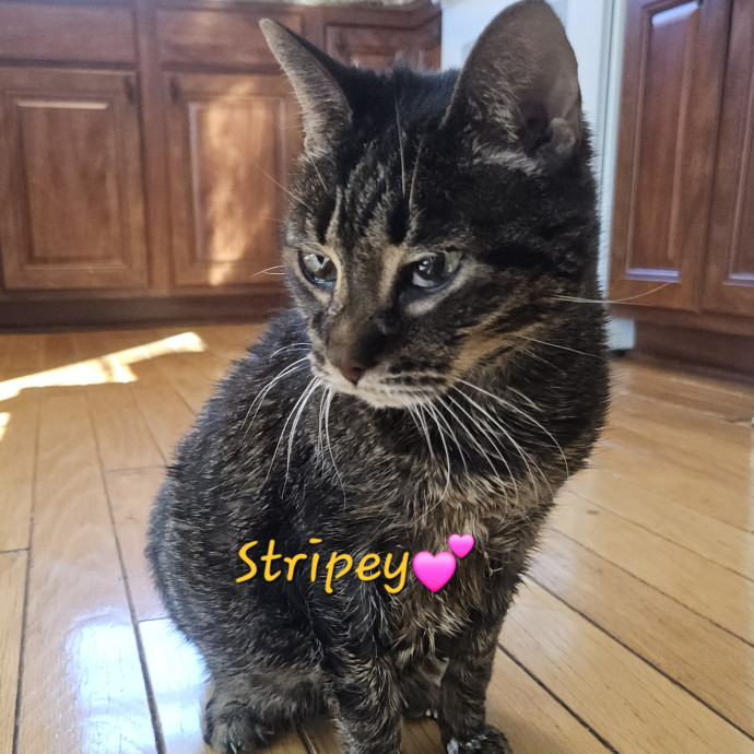 Blue Ribbon Cat Sitter Of Queen City