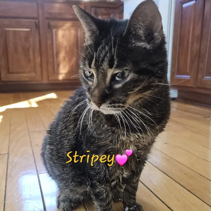 Blue Ribbon Cat Sitter Of Queen City