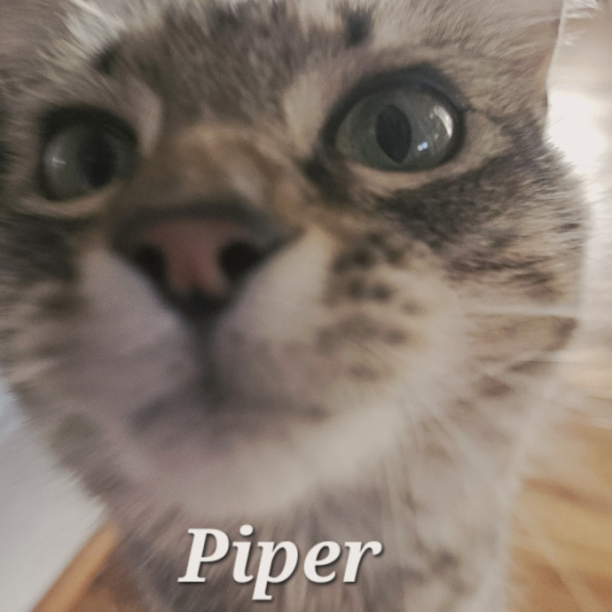 Blue Ribbon Cat Sitter Of Queen City