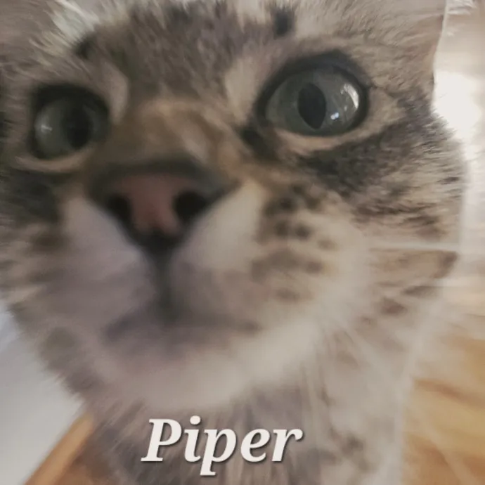 Blue Ribbon Cat Sitter Of Queen City