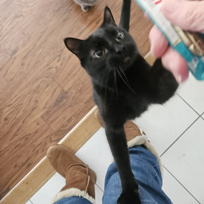 Blue Ribbon Cat Sitter Of Queen City