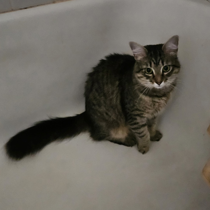 Blue Ribbon Cat Sitter Of Queen City