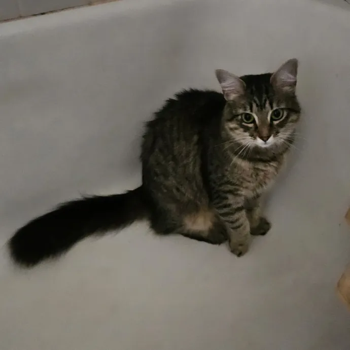 Blue Ribbon Cat Sitter Of Queen City
