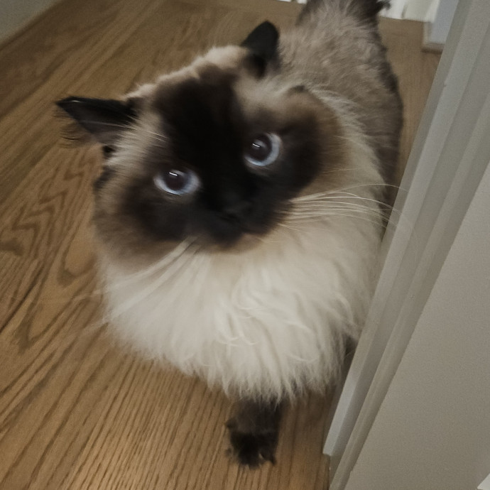 Blue Ribbon Cat Sitter Of Queen City
