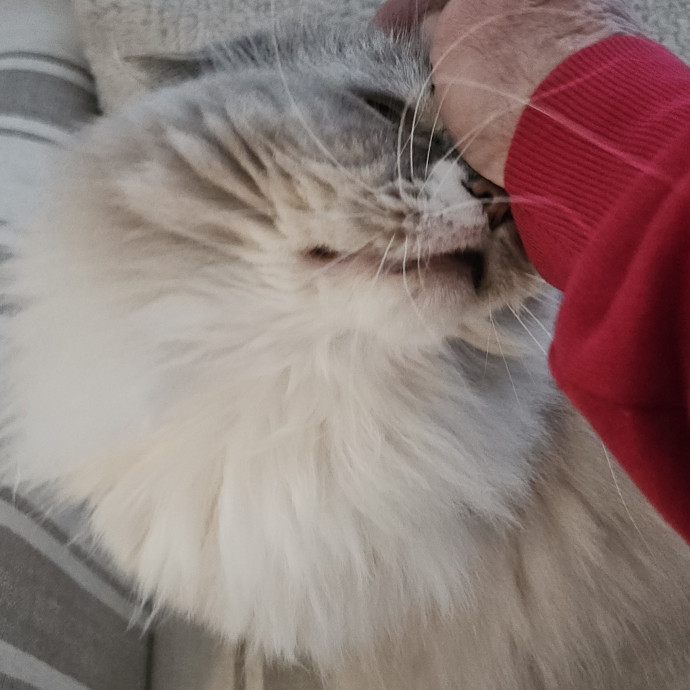 Blue Ribbon Cat Sitter Of Queen City